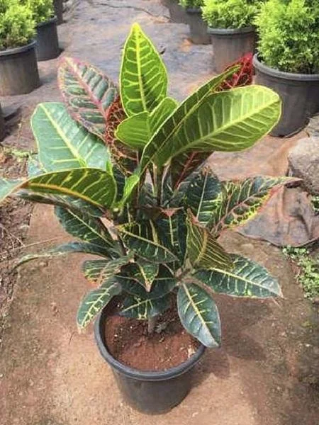 Croton Big